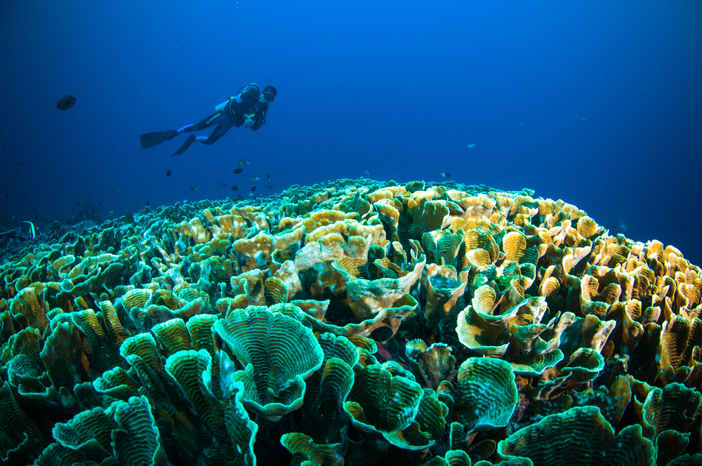 Bunaken Indonesia